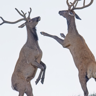 A Bull Elk Discussion Bull elk