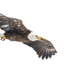 Adult Bald Eagle Soaring