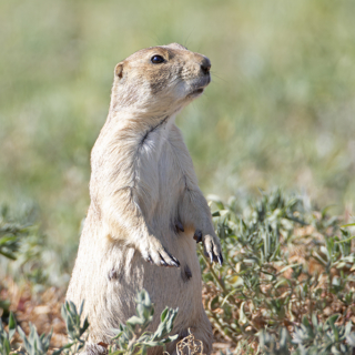 Alert Prairie Dog Adult Prairie Dog