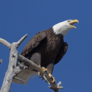 Bald Eagle Calling