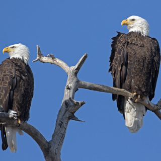 Bald Eagle Pair