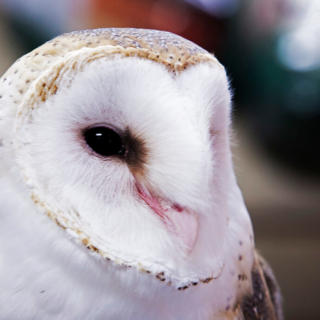 Barn Owl Close Up Wild Birds
