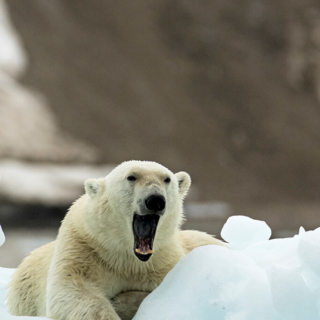 Bear on Iceberg, Yawning Bear on Iceberg yawning