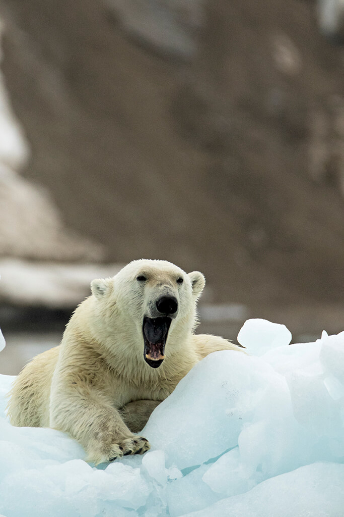 Bear on Iceberg yawning
