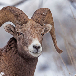 Bighorn Ram, British Columbia Bighorn Ram British Columbia 72p