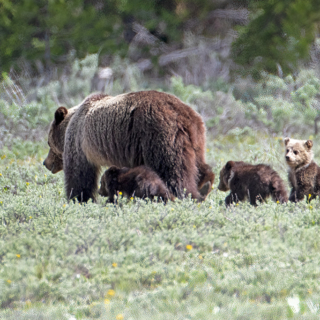 Blondie and Three Cubs Blondie and Three Cubs