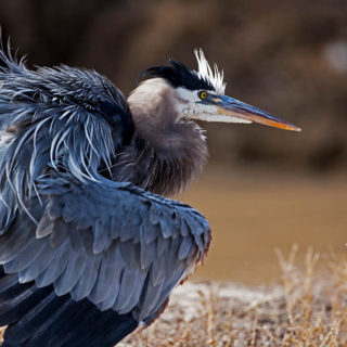Blue Heron with ruffled feathers Bosque