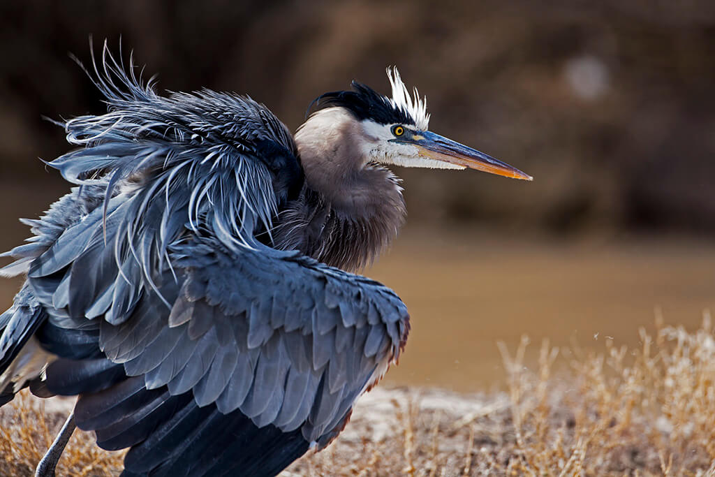 Blue Heron with ruffled feathers Bosque