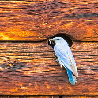 Bluebird with lunch 2
