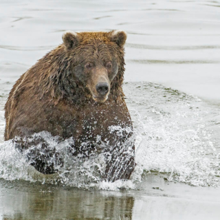 Brooks Falls Bear Fishing for Salmon Brooks Bear Fishing for Salmon