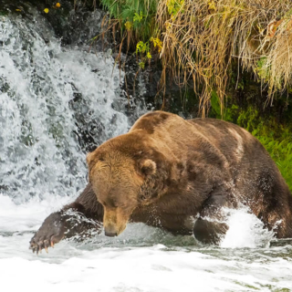 Brown Bear Fishing in a Pool Brown Bear Fishing in a Pool
