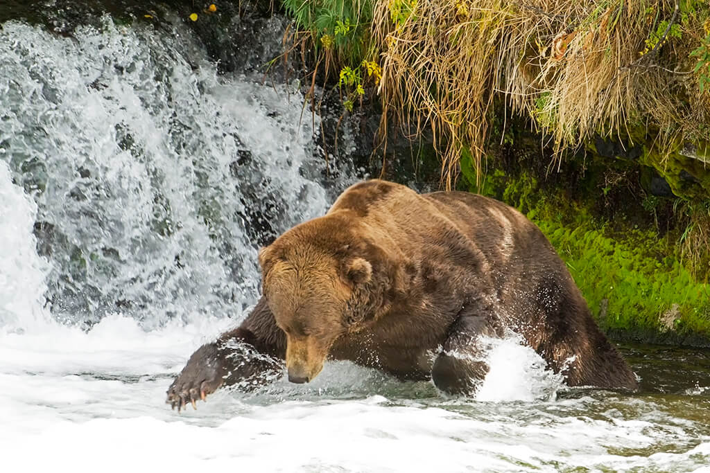 Brown Bear Fishing in a Pool