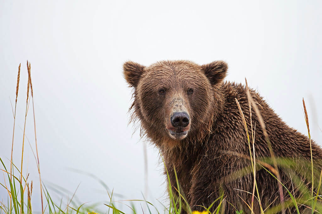 Brown Bear on Ridge near Homer Alaska
