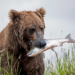 Brown Bear with Fresh Salmon Brown Bear with Fresh Salmon