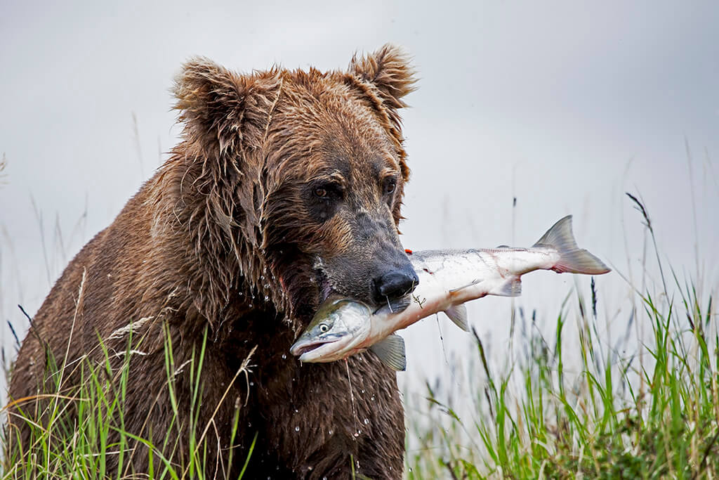 Brown Bear with Fresh Salmon