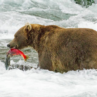 Brown Bear with Salmon Brown Bear with Salmon