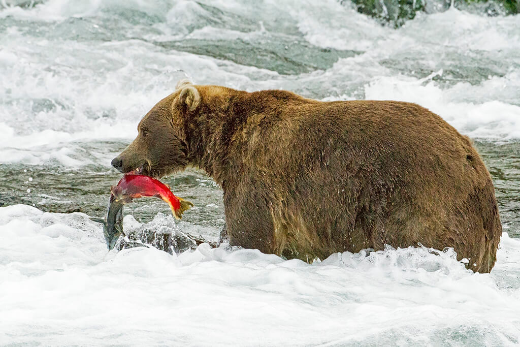 Brown Bear with Salmon