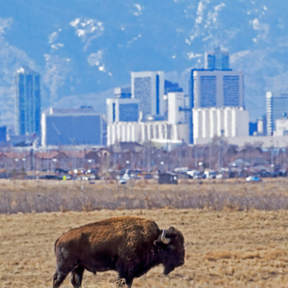 Bull Bison with Denver Skyline Bull Bison with Denver RM Arsenal