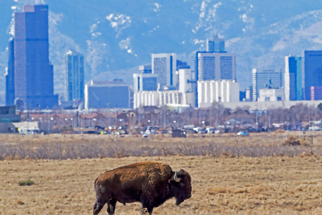 Bull Bison with Denver RM Arsenal