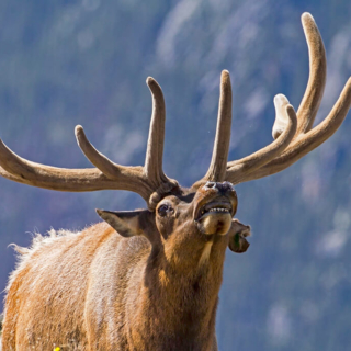 Bull Elk Testing the Wind Bull Elk Testing the Wind Trail Ridge Road