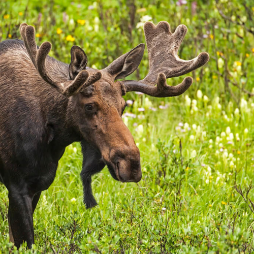 Bull Moose and Wildflowers