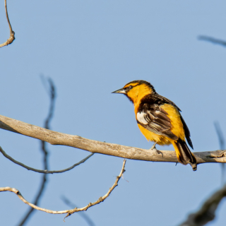 Bullock's Oriole in Yuma County, Colorado