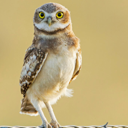 Burrowing Owl Fledgling Looking Concerned