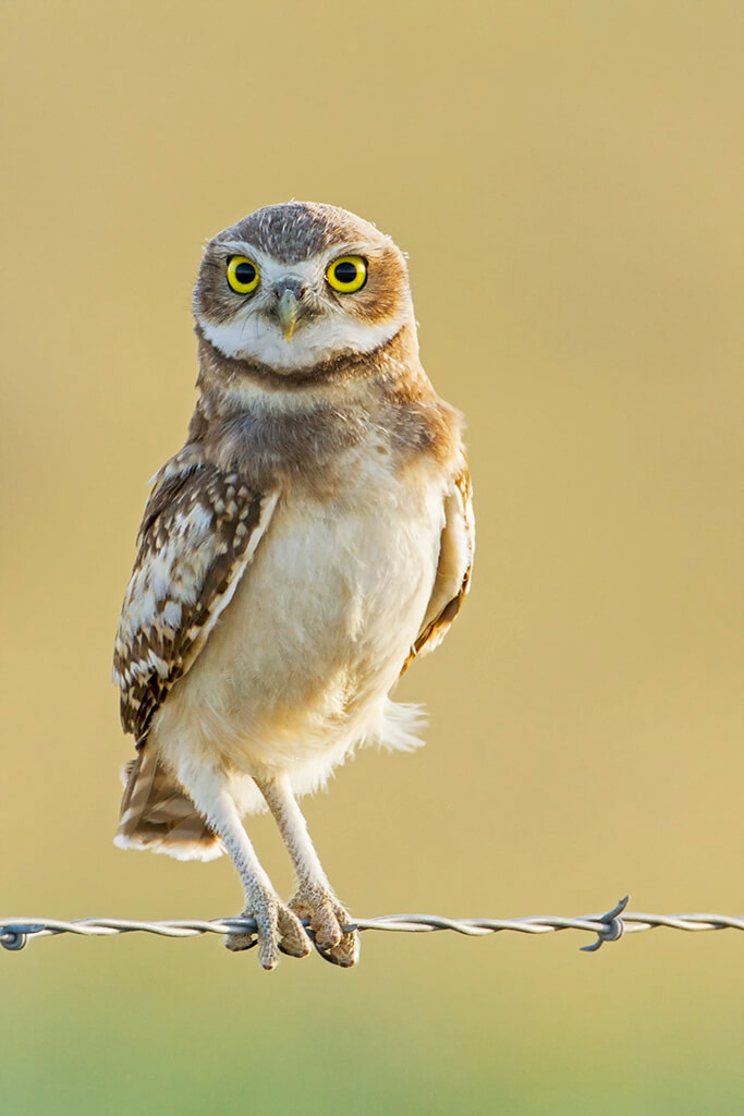 Burrowing Owl Fledgling Looking Concerned