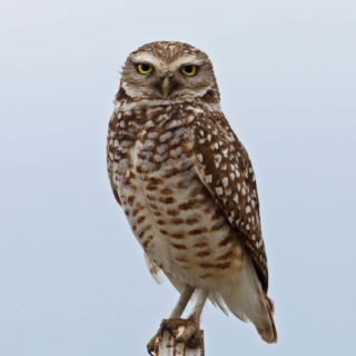 Burrowing Owl Milliken
