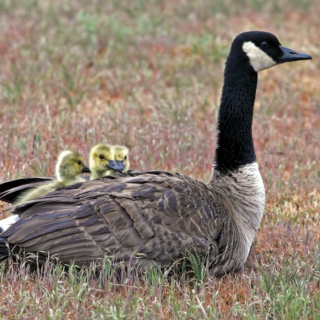 Canada Goslings snuggled in Foothills Campus