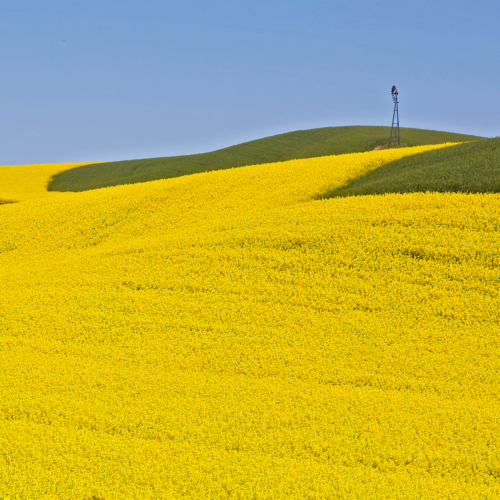 Canola Field and Distant Windmill – 2