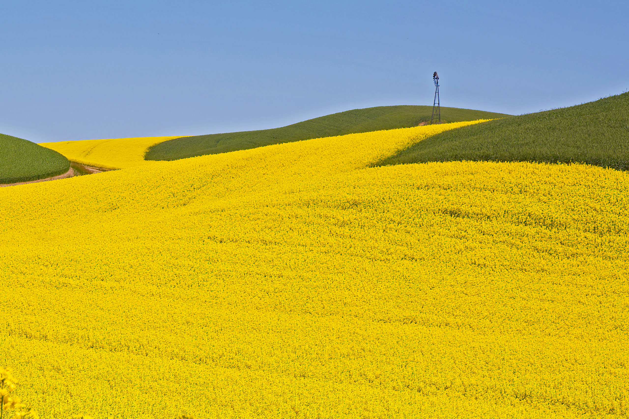 Canola Field and Distant Windmill – 2