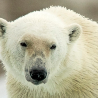 Close up of Polar Bear Close up of Polar Bear
