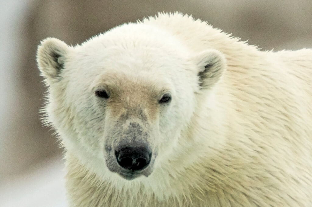 Close up of Polar Bear