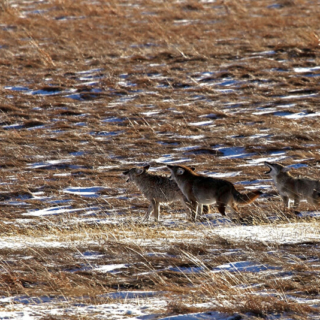 Coyotes Howling Coyotes howling RMNP 72p