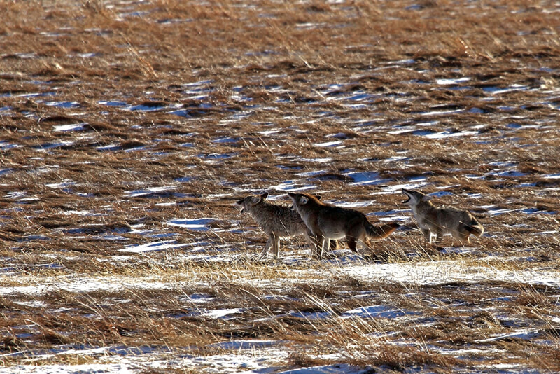 Coyotes howling RMNP 72p