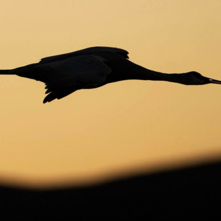 Crane Silhouette Bosce