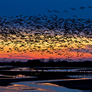 Cranes Platte River and Sunset