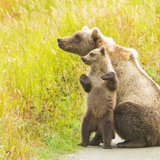 Cub Helping Momma Watch Cub Helping Momma Watch