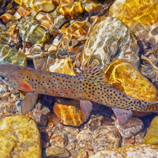 Cutthroat Trout Cutthroat trout RMNP