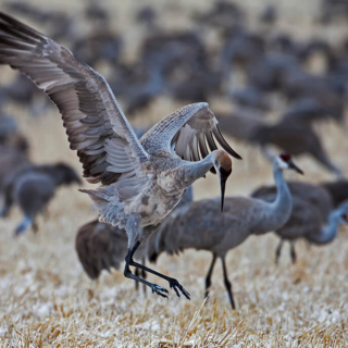 Dancing Crane Monte Vista