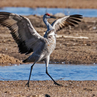 Dancing Sandhill Crane