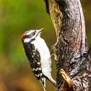 Downey Woodpecker on Post