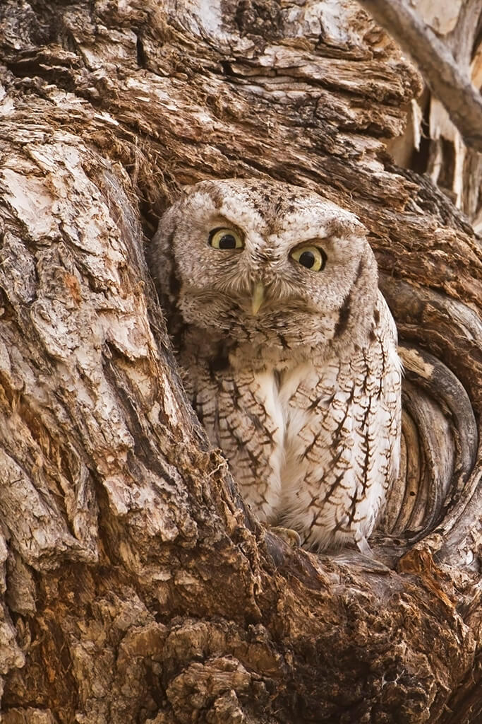 Eastern Screech Owl Peering from Hole