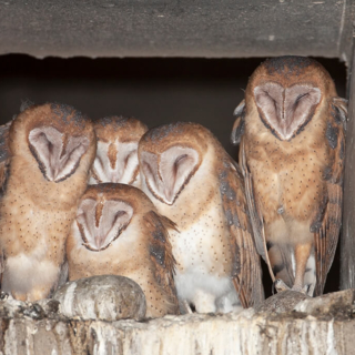 Five Barn Owls