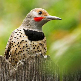 Flicker on Fence