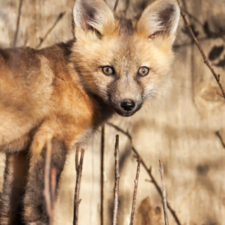 Fox Kit Fox Kit Closeup