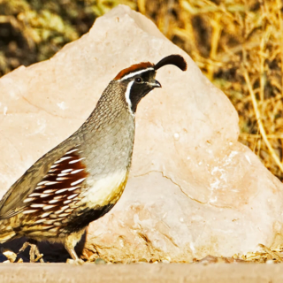 Gambels Quail and Rock