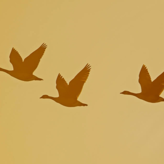 Ghost Geese