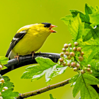Goldfinch Calling